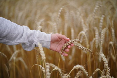 Teenager hand with ear of wheat. soft light.