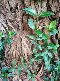 Close-up of ivy growing on wall