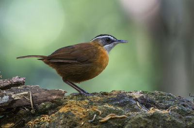 Close-up of bird perching on rock