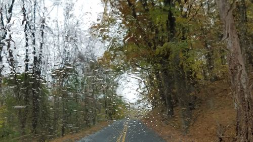 Trees in forest