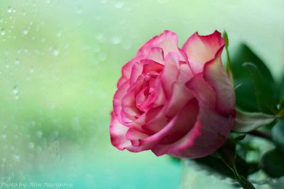 Close-up of pink rose