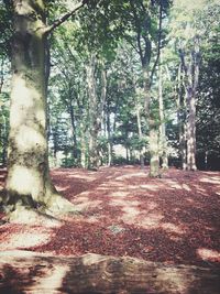 Trees in forest