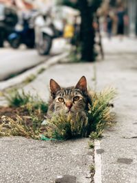 Portrait of cat sitting outdoors