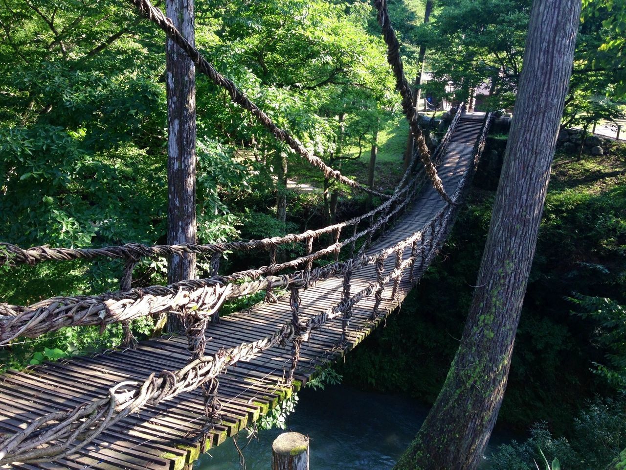 tree, forest, bridge - man made structure, connection, footbridge, growth, railing, built structure, green color, nature, branch, steps, architecture, steps and staircases, day, tranquility, outdoors, park - man made space, high angle view, no people