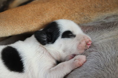 Close-up of dog sleeping