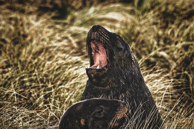 Close-up of a horse