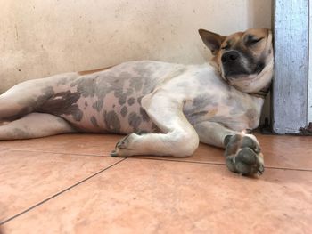 Dog lying on floor