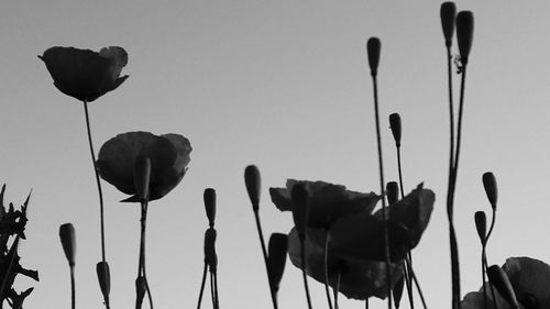 Low angle view of flowering plants against sky