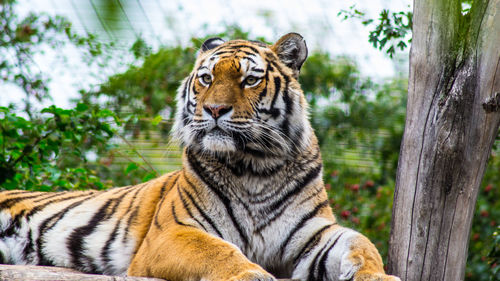 Close-up of tiger against trees