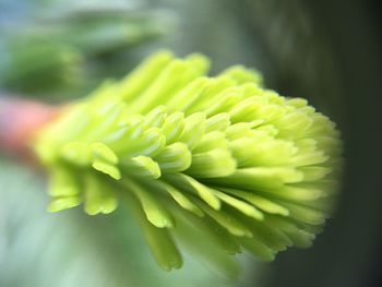 Close-up of flower bud