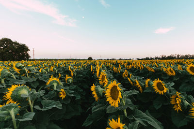 Scenic view of sunflower field against sky
