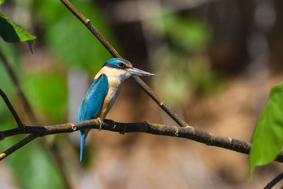 Close-up of bird perching on branch