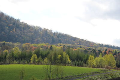 Scenic view of trees on field against sky