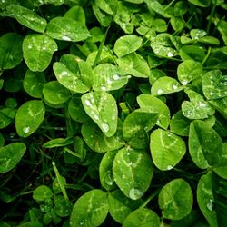 Full frame shot of leaves