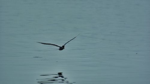 Bird flying over water