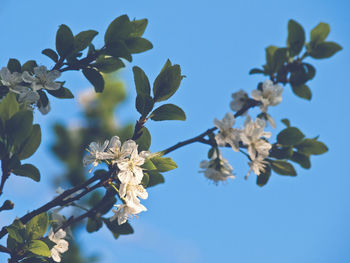 Low angle view of cherry blossoms against clear blue sky