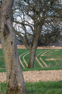 Tree on field