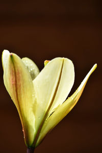 Close-up of flower over black background