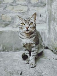 Portrait of cat sitting outdoors