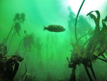 Fish swimming undersea