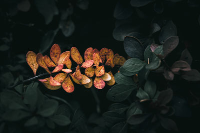 Close-up of orange and green cotoneaster leaves