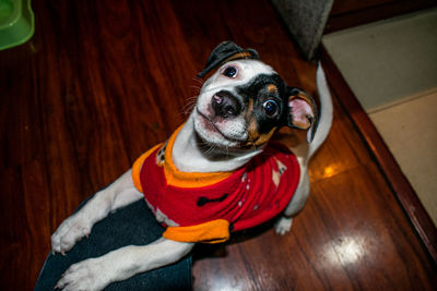 High angle portrait of a dog at home