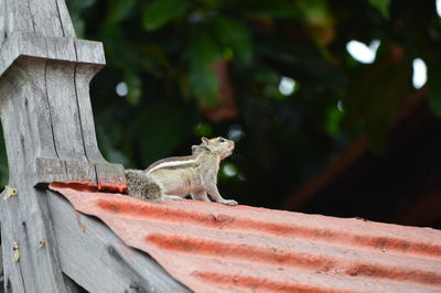 Squirrel on roof