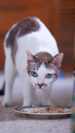 Close-up portrait of a cat