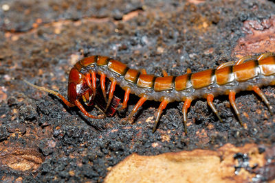 Close-up of insect on rock