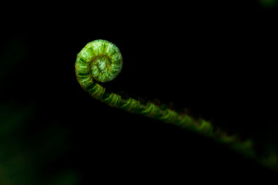 Close-up of leaf against black background