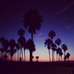 Palm trees on field against sky at sunset