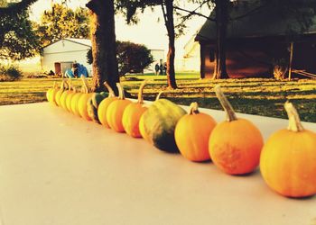 Fruits and trees in row