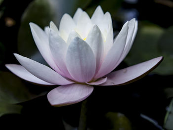 Close-up of white water lily