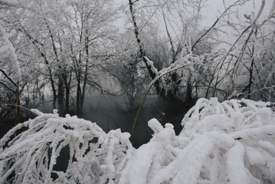 Snow covered trees in forest