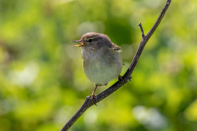 Close-up of bird perching on branch