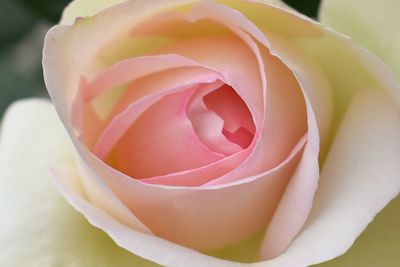 Close-up of pink rose