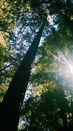 Low angle view of trees in forest