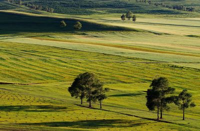 Scenic view of wheat field