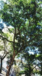 Low angle view of trees