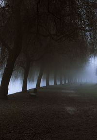 Trees on field during foggy weather