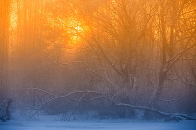 Scenic view of snow covered forest