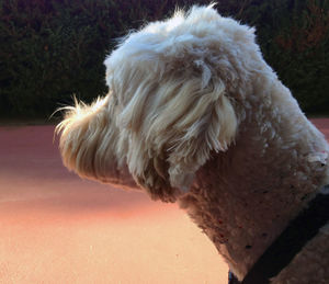 Close-up of goldendoodle dog