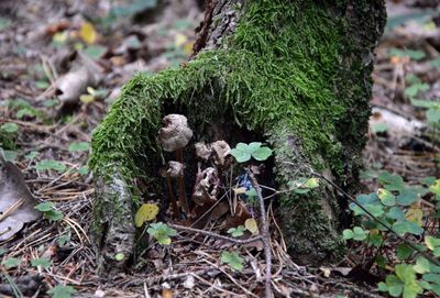 High angle view of mushroom growing in forest