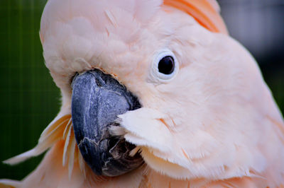 Close-up of parrot