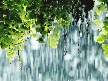 Ferns under waterfall