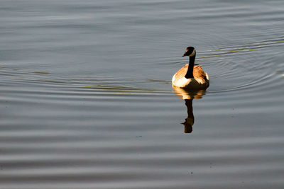 Close-up of swan swimming on lake