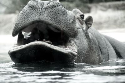 Close-up of elephant in water