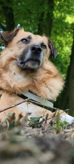 Close-up portrait of a dog