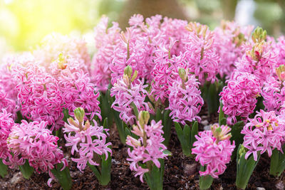 Close-up of pink flowers