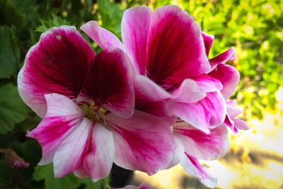 Close-up of pink flowers blooming outdoors